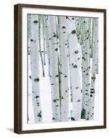 Fir in Aspen grove, Dixie National Forest, Utah, USA-Charles Gurche-Framed Premium Photographic Print