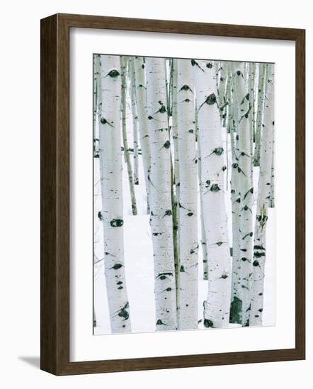 Fir in Aspen grove, Dixie National Forest, Utah, USA-Charles Gurche-Framed Photographic Print