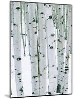 Fir in Aspen grove, Dixie National Forest, Utah, USA-Charles Gurche-Mounted Photographic Print