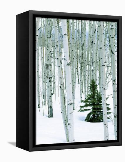 Fir in Aspen grove, Dixie National Forest, Utah, USA-Charles Gurche-Framed Stretched Canvas