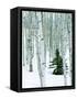 Fir in Aspen grove, Dixie National Forest, Utah, USA-Charles Gurche-Framed Stretched Canvas