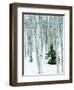 Fir in Aspen grove, Dixie National Forest, Utah, USA-Charles Gurche-Framed Photographic Print