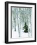 Fir in Aspen grove, Dixie National Forest, Utah, USA-Charles Gurche-Framed Photographic Print