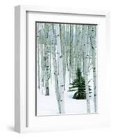 Fir in Aspen grove, Dixie National Forest, Utah, USA-Charles Gurche-Framed Photographic Print