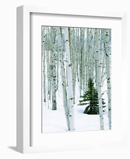 Fir in Aspen grove, Dixie National Forest, Utah, USA-Charles Gurche-Framed Photographic Print