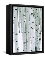 Fir in Aspen grove, Dixie National Forest, Utah, USA-Charles Gurche-Framed Stretched Canvas