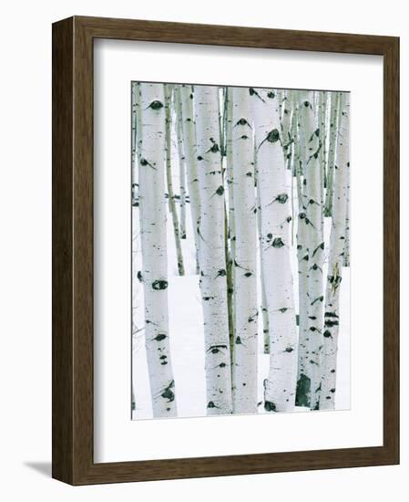 Fir in Aspen grove, Dixie National Forest, Utah, USA-Charles Gurche-Framed Photographic Print