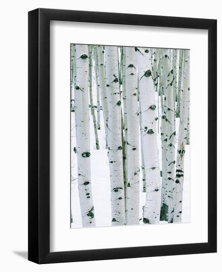 Fir in Aspen grove, Dixie National Forest, Utah, USA-Charles Gurche-Framed Photographic Print