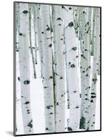 Fir in Aspen grove, Dixie National Forest, Utah, USA-Charles Gurche-Mounted Photographic Print