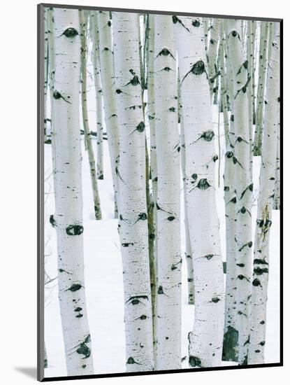 Fir in Aspen grove, Dixie National Forest, Utah, USA-Charles Gurche-Mounted Photographic Print
