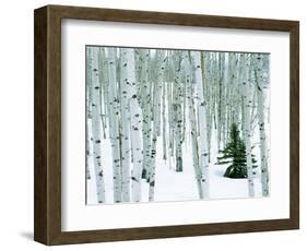 Fir in Aspen grove, Dixie National Forest, Utah, USA-Charles Gurche-Framed Photographic Print