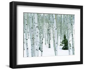 Fir in Aspen grove, Dixie National Forest, Utah, USA-Charles Gurche-Framed Photographic Print