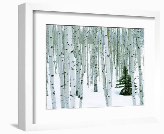 Fir in Aspen grove, Dixie National Forest, Utah, USA-Charles Gurche-Framed Photographic Print