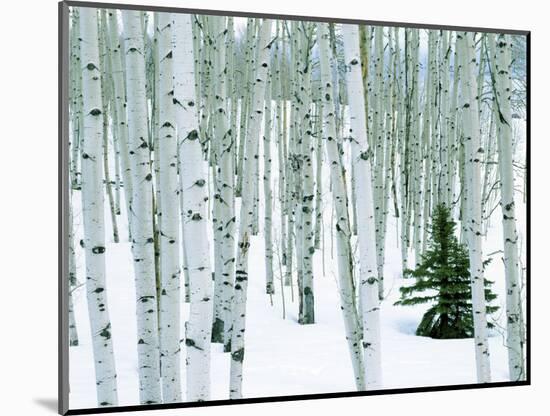 Fir in Aspen grove, Dixie National Forest, Utah, USA-Charles Gurche-Mounted Photographic Print