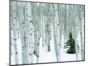 Fir in Aspen grove, Dixie National Forest, Utah, USA-Charles Gurche-Mounted Photographic Print