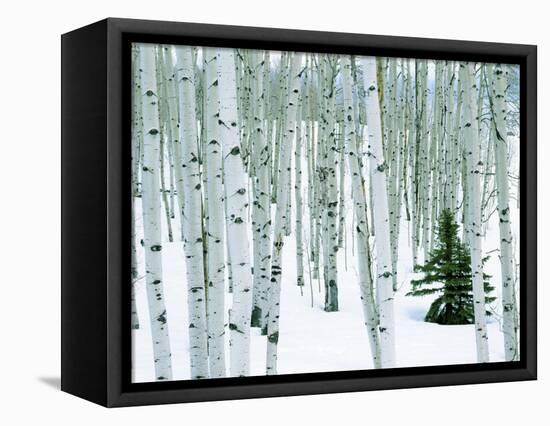 Fir in Aspen grove, Dixie National Forest, Utah, USA-Charles Gurche-Framed Stretched Canvas