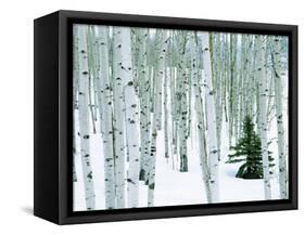 Fir in Aspen grove, Dixie National Forest, Utah, USA-Charles Gurche-Framed Stretched Canvas