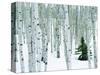 Fir in Aspen grove, Dixie National Forest, Utah, USA-Charles Gurche-Stretched Canvas