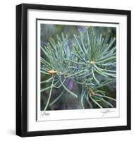 Fir Needles-Ken Bremer-Framed Limited Edition