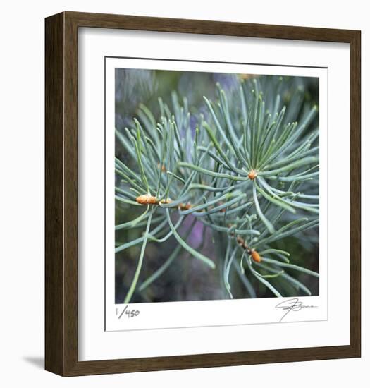 Fir Needles-Ken Bremer-Framed Limited Edition