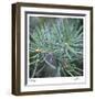 Fir Needles-Ken Bremer-Framed Limited Edition