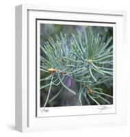 Fir Needles-Ken Bremer-Framed Limited Edition