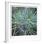 Fir Needles-Ken Bremer-Framed Limited Edition