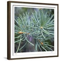 Fir Needles-Ken Bremer-Framed Limited Edition