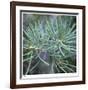 Fir Needles-Ken Bremer-Framed Limited Edition