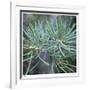 Fir Needles-Ken Bremer-Framed Limited Edition