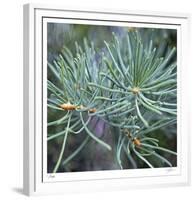 Fir Needles-Ken Bremer-Framed Limited Edition