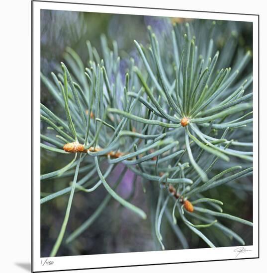 Fir Needles-Ken Bremer-Mounted Limited Edition