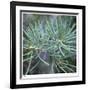 Fir Needles-Ken Bremer-Framed Limited Edition