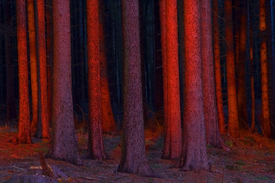 Photographic Print, , large