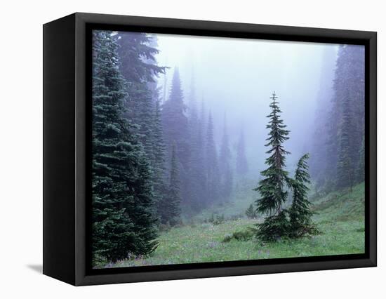 Fir Trees and Fog, Mt. Rainier National Park, Washington, USA-Jamie & Judy Wild-Framed Stretched Canvas