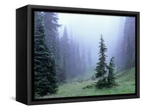 Fir Trees and Fog, Mt. Rainier National Park, Washington, USA-Jamie & Judy Wild-Framed Stretched Canvas