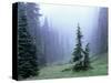 Fir Trees and Fog, Mt. Rainier National Park, Washington, USA-Jamie & Judy Wild-Stretched Canvas