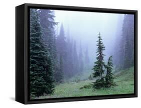 Fir Trees and Fog, Mt. Rainier National Park, Washington, USA-Jamie & Judy Wild-Framed Stretched Canvas