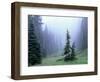 Fir Trees and Fog, Mt. Rainier National Park, Washington, USA-Jamie & Judy Wild-Framed Photographic Print