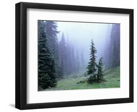 Fir Trees and Fog, Mt. Rainier National Park, Washington, USA-Jamie & Judy Wild-Framed Photographic Print