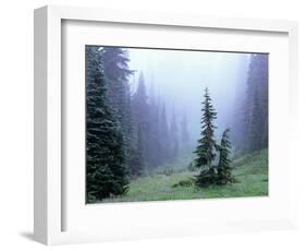 Fir Trees and Fog, Mt. Rainier National Park, Washington, USA-Jamie & Judy Wild-Framed Photographic Print