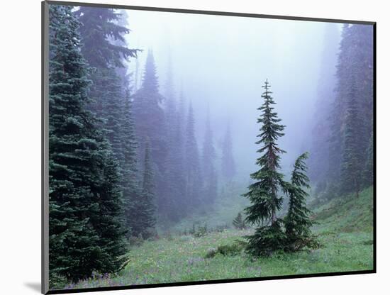 Fir Trees and Fog, Mt. Rainier National Park, Washington, USA-Jamie & Judy Wild-Mounted Photographic Print