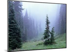 Fir Trees and Fog, Mt. Rainier National Park, Washington, USA-Jamie & Judy Wild-Mounted Photographic Print