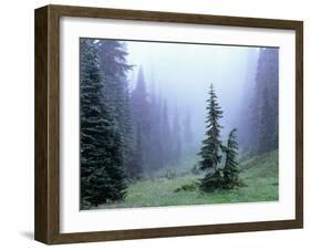 Fir Trees and Fog, Mt. Rainier National Park, Washington, USA-Jamie & Judy Wild-Framed Photographic Print