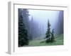 Fir Trees and Fog, Mt. Rainier National Park, Washington, USA-Jamie & Judy Wild-Framed Photographic Print