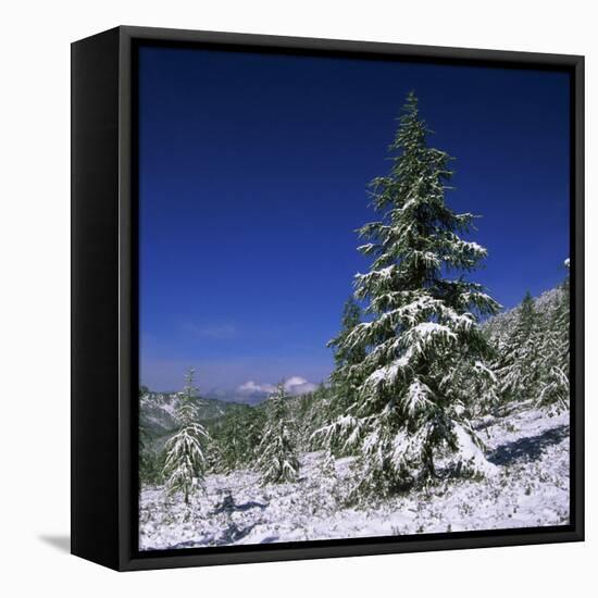 Fir Trees and Spruces after a Snowfall-Andrey Zvoznikov-Framed Stretched Canvas