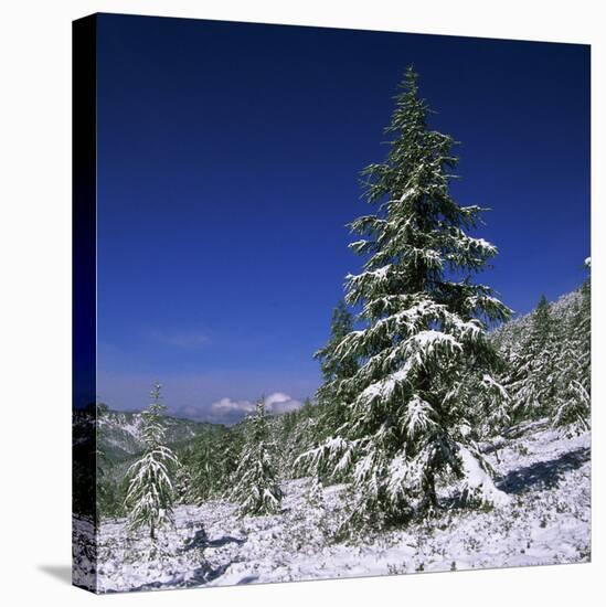 Fir Trees and Spruces after a Snowfall-Andrey Zvoznikov-Stretched Canvas