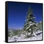 Fir Trees and Spruces after a Snowfall-Andrey Zvoznikov-Framed Stretched Canvas