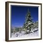 Fir Trees and Spruces after a Snowfall-Andrey Zvoznikov-Framed Photographic Print