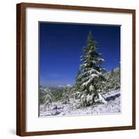 Fir Trees and Spruces after a Snowfall-Andrey Zvoznikov-Framed Photographic Print